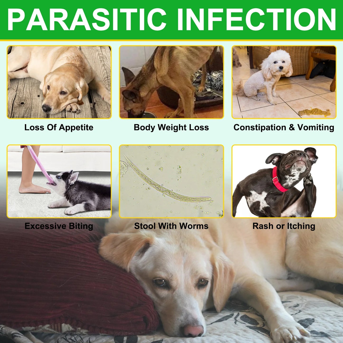 Flea and Tick Prevention for Dogs 60 Chewables Natural Flea and Tick Supplement Fast Acting Long-Lasting for All Breeds and Ages